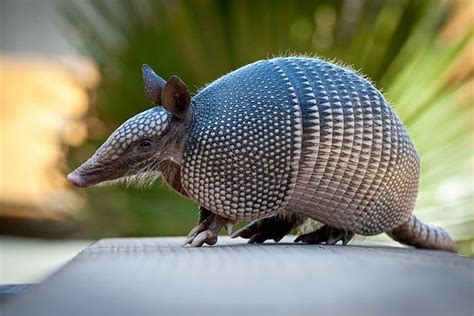 Follow the path that takes you towards the summit of Mt. . What does it mean when an armadillo crosses your path